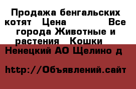 Продажа бенгальских котят › Цена ­ 20 000 - Все города Животные и растения » Кошки   . Ненецкий АО,Щелино д.